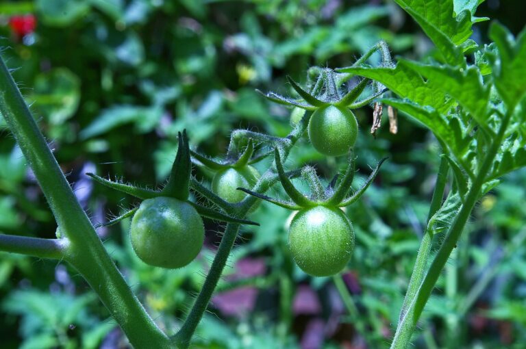 tomatoes-gc9a1751fd_1920